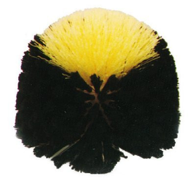 tete-de-loup